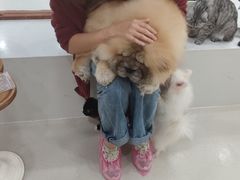 -共舞时光猫咖·狗咖(新街口店)