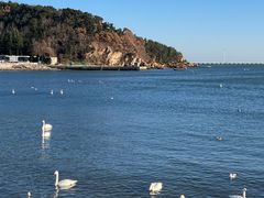 -烟墩角天鹅湖