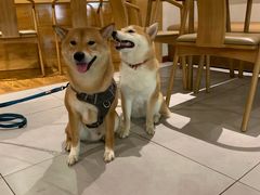 -柴务处·柴犬主题狗咖