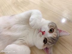-十年猫舍·猫咪专门店(普陀店)