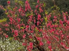 -南国桃园旅游度假区