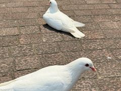 -东部华侨城