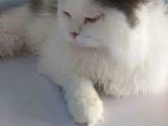 android_upload_pic-喵的天空名猫咖啡馆·撸猫·猫舍·用品