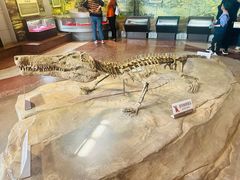 -自贡恐龙博物馆