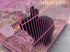-中环花鸟鱼虫市场