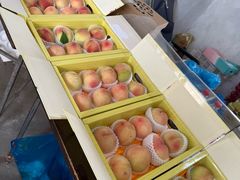 -南汇水蜜桃采摘(大团店)