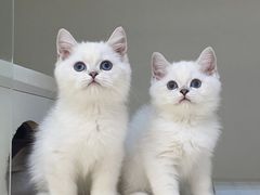 -lincat·猫舍(广州店)