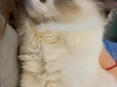 -喵喵咪呀布偶猫咖(春熙路店)