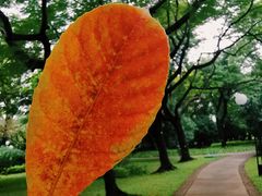 -荔香公园