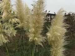 -田园东方蜜桃村的田野营地
