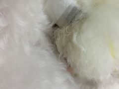 -甄爱宠物医院(疏影路店)