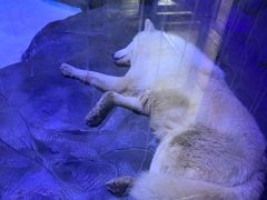 -海合安成都极地海洋公园