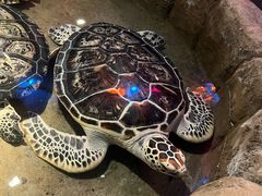 -大连圣亚海洋世界