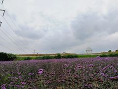 -紫颐香薰山谷景区