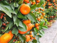 -越秀西湖花市(广州城市广场花卉店)