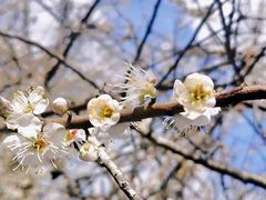 -广州市流溪河国家森林公园