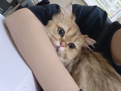 -瑞鹏宠物医院·超声·骨科·奇麟分院(蜀都万达店)