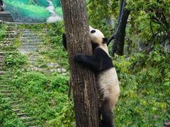 -中国大熊猫保护研究中心雅安碧峰峡基地