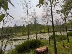 -东莞植物园