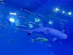 -成都浩海立方海洋公园