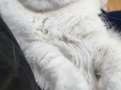 -COLOR PETS 撸猫馆·购猫·猫咖(长风大悦城店)