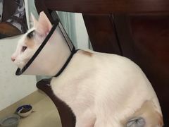 -瑞派康怡24h宠物医院·犬猫医疗中心·微创绝育(瑞景分院)