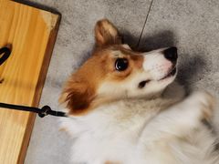-团子家猫咪猫咖馆·柯基·柯尔鸭