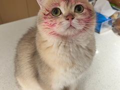 -美联众合动物医院·24h转诊中心