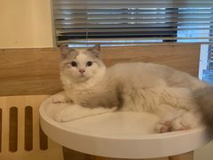 -滚猫咖啡·猫咖·猫友好撸猫(未来城店)