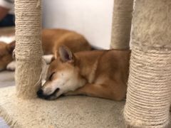 -浣熊柯尔鸭土拨鼠·电玩咖