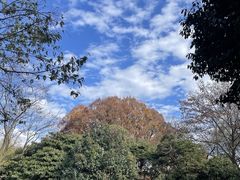 -杭州植物园