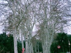 -武汉大学-樱园