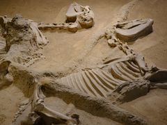 -洛阳周王城天子驾六博物馆