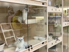 -当汪遇见喵宠物店