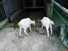 -明珠湖天鹅苑·农家菜馆