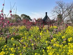 -南汇桃花村