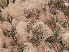 -白鹭湾湿地公园