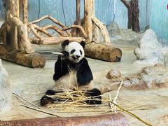 -海南热带野生动植物园