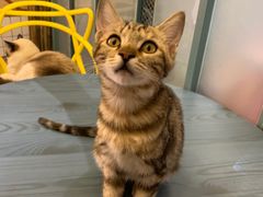 -喵屿·大理花园猫咖