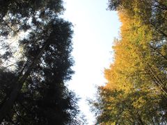 -山王坪喀斯特国家生态公园