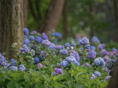 -上海共青森林公园