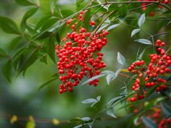 -上海吴淞炮台湾国家湿地公园