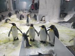 -大连圣亚海洋世界