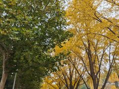 -三里屯东五街银杏大道