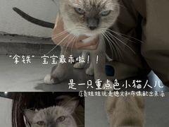 -琪喵猫屋·撸猫猫咖·猫舍