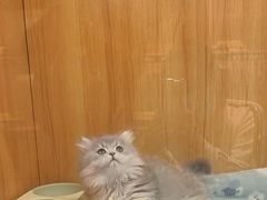 -欣宠猫屋·矮脚拿破仑·蓝金金渐层