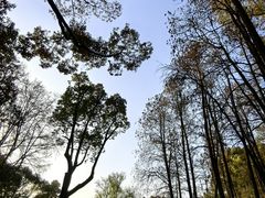 -上海共青森林公园