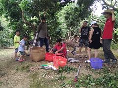 -从化深英荔枝黄皮龙眼采摘园