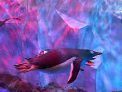 -芜湖新华联大白鲸海洋公园