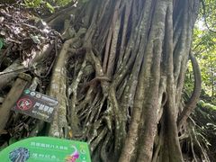 -西双版纳原始森林公园